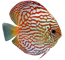 Symphysodon spp 'Discu'